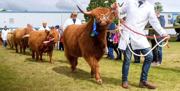 highland cows at the royal highland show