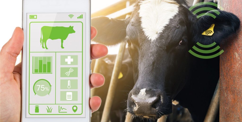 using smartphone app for cow ear tag and monitoring health of the cow