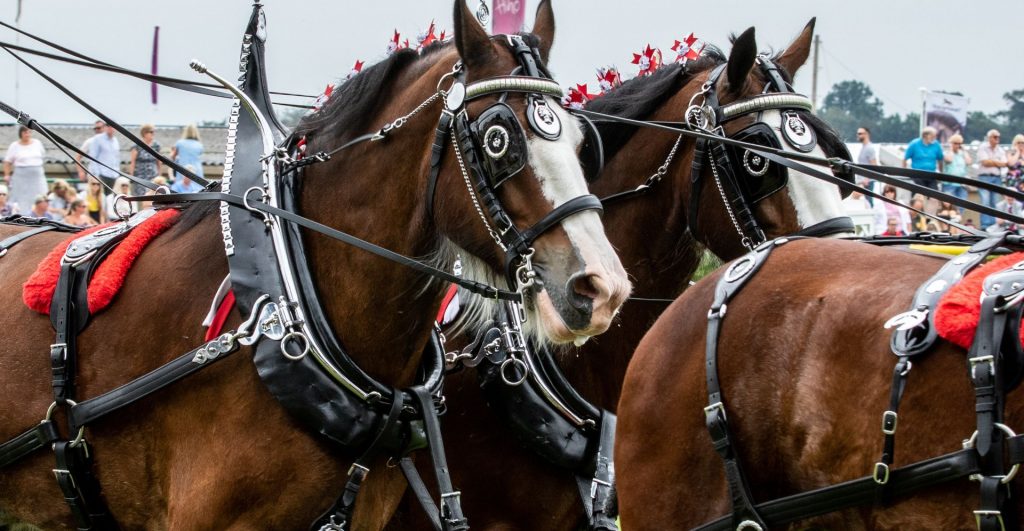 Horses at the Royal Welsh Show