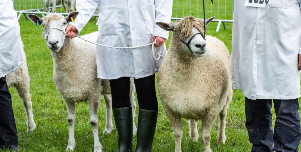 Sheep at The Three Counties Show