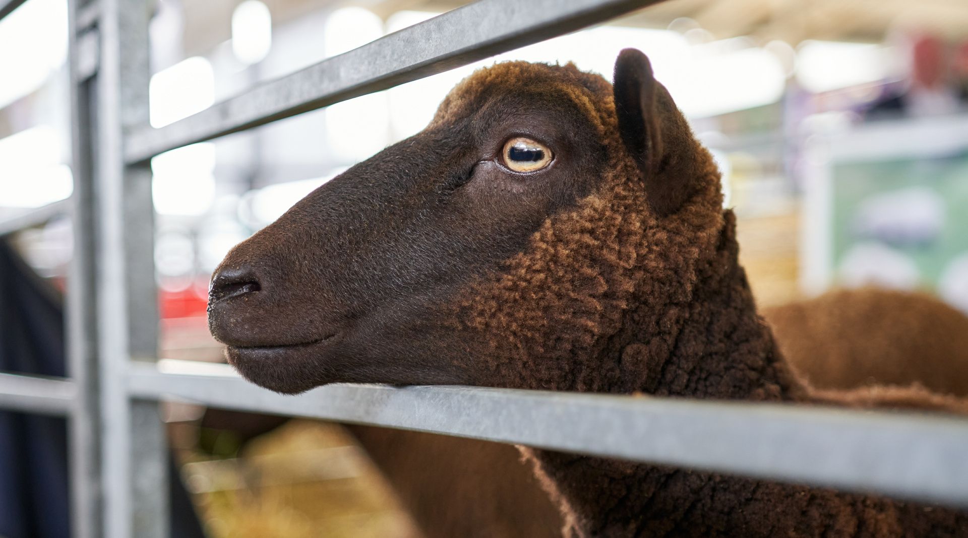 Lamb at a farm show