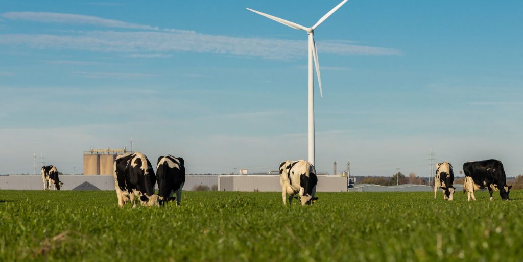 Cows on a sustainable farm with windmills