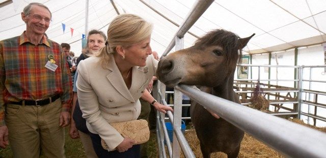 rare breed horse at The Royal Cornwall Show