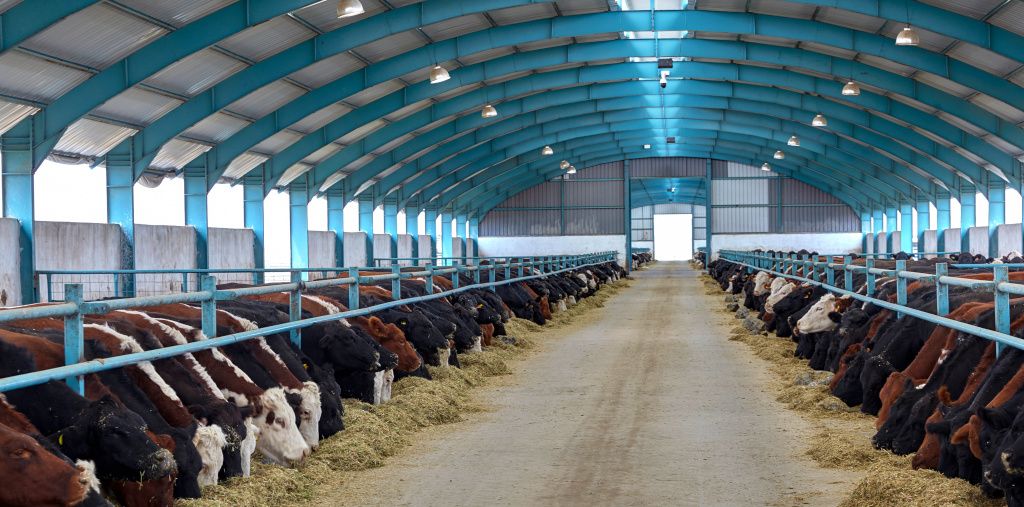 Farm building with customised blue steel beams