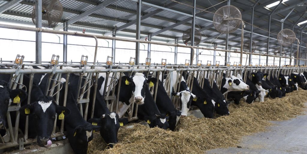 Cattle eating hay in steel agricultural building with lots of natural light