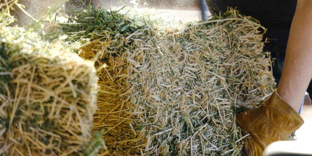 Farmer carrying Alfalfa Hay