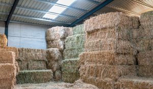 Hay being stored in steel storage building