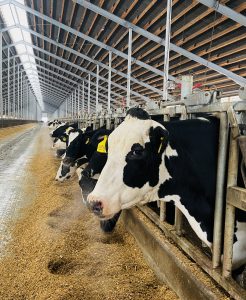 Cow feeding stalls inside steel agricultural building