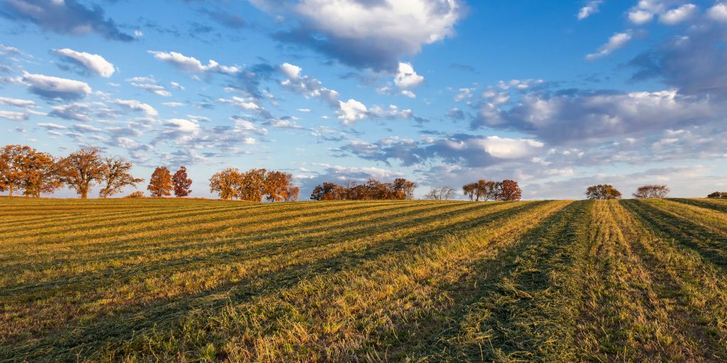 cut hay field drying with autumn trees and a blue sky with white clouds