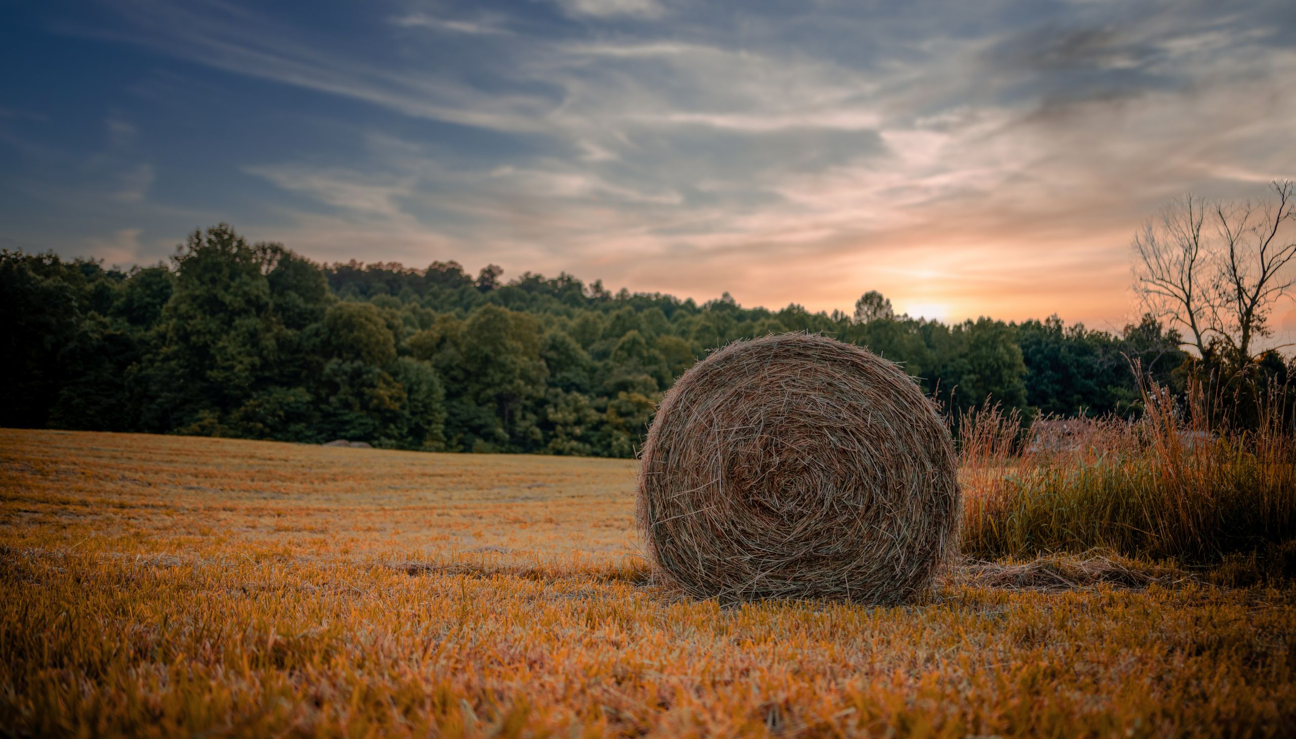 Hay bale on empty cropped field